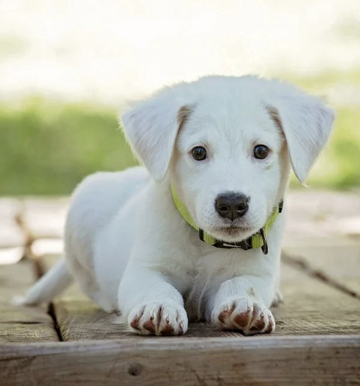 Bruno — original photo